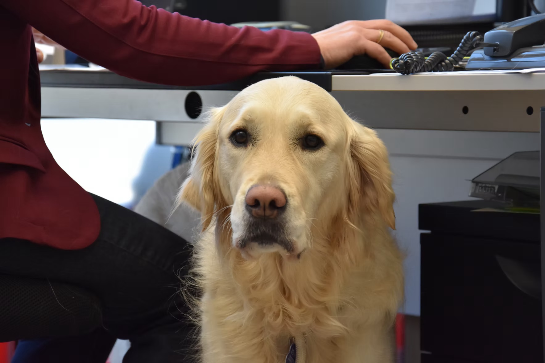 Cane in ufficio all'Agenzia Dolomit
